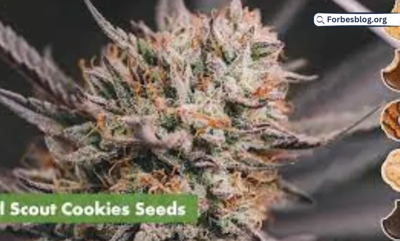 Girl Scout Cookies Feminized Strain Review