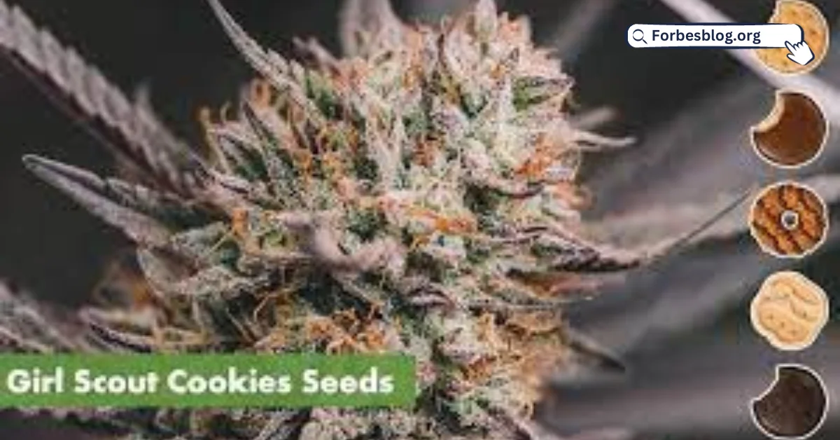 Girl Scout Cookies Feminized Strain Review