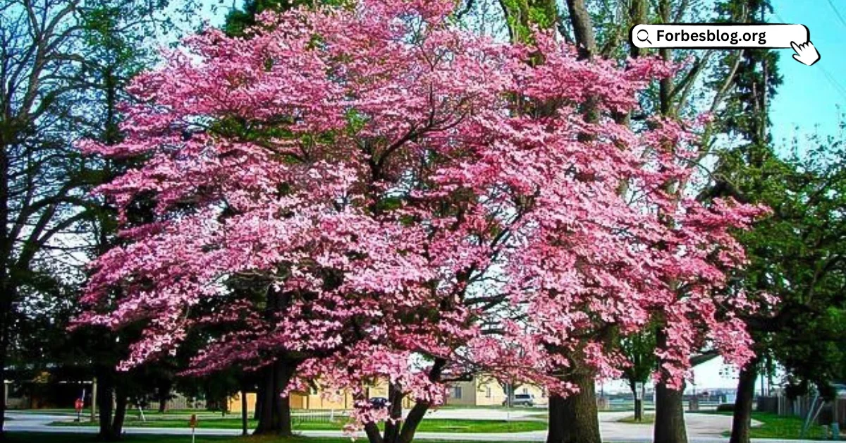 Pink Dogwood