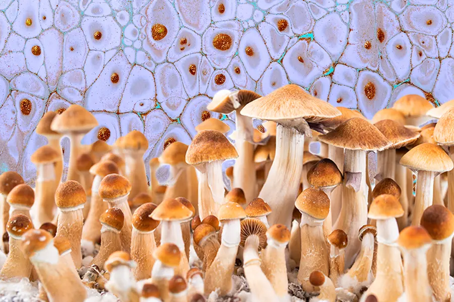 Mushrooms