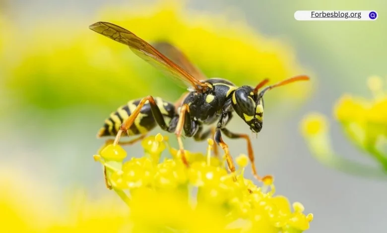 wasps