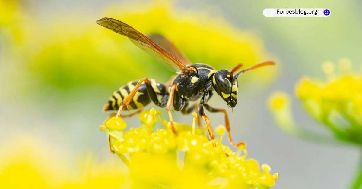 wasps