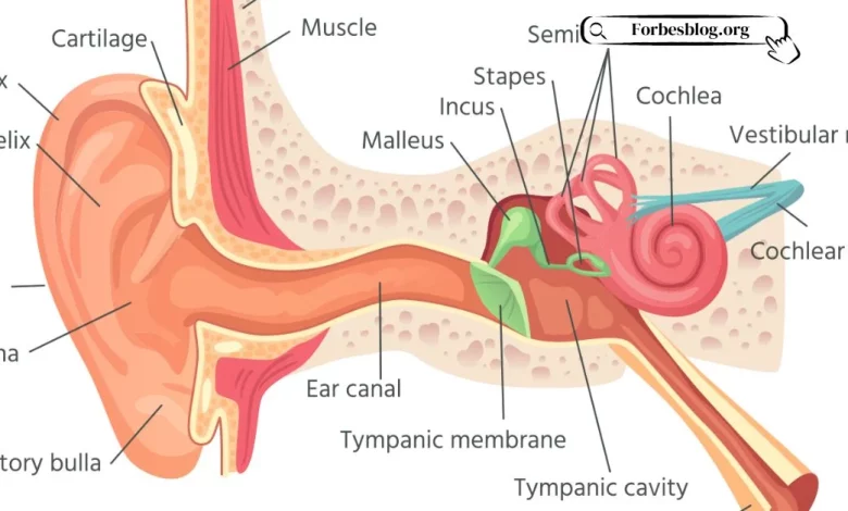 Ear Canal