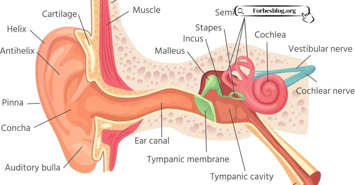 Ear Canal