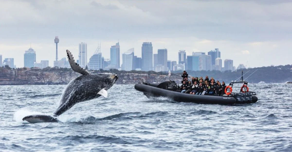 Whale Watching Tours