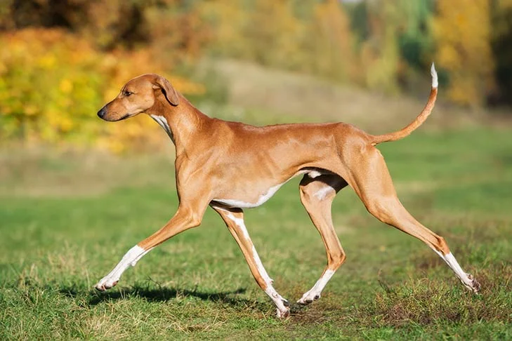 Rarest Dog Breeds in World